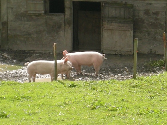 Animation de Jeuness | Schwanden 2009