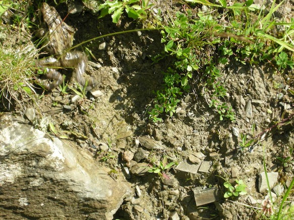 Animation de Jeuness | Schwanden 2009